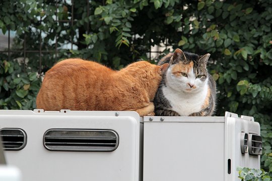 街のねこたち