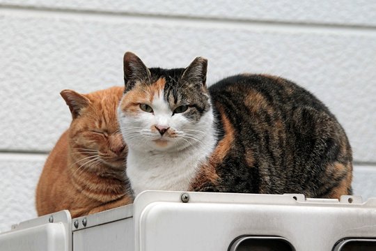 街のねこたち