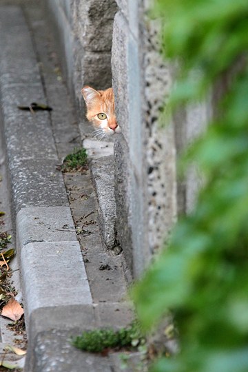 街のねこたち