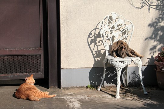 街のねこたち