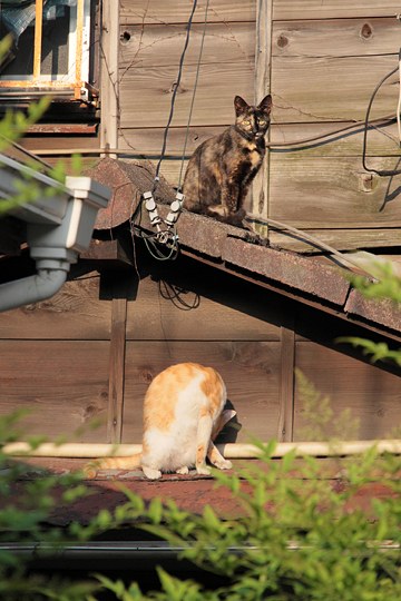 街のねこたち