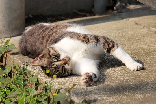 街のねこたち