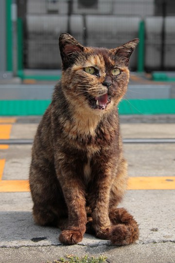 街のねこたち
