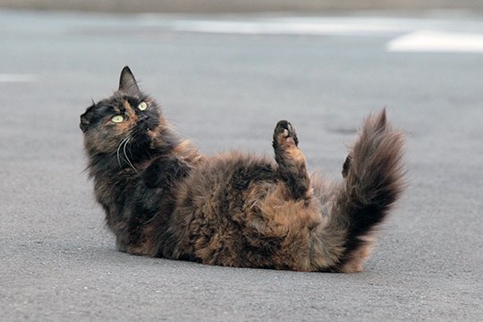 街のねこたち