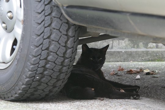街のねこたち