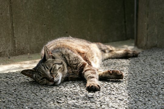 街のねこたち
