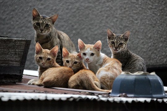 街のねこたち