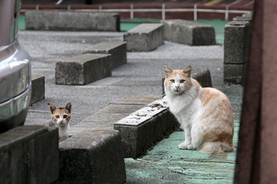 街のねこたち