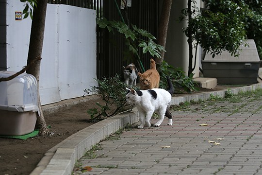 街のねこたち