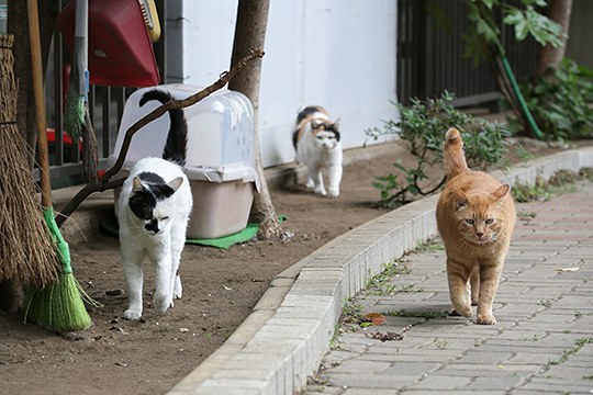 街のねこたち
