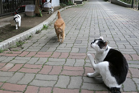 街のねこたち