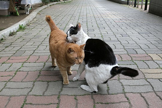街のねこたち