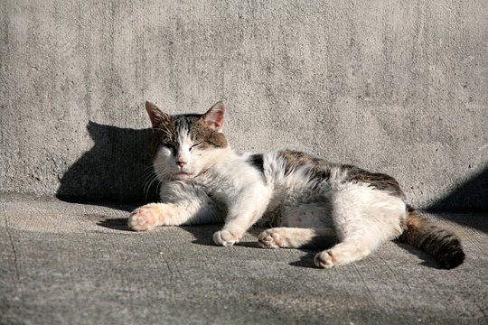 街のねこたち