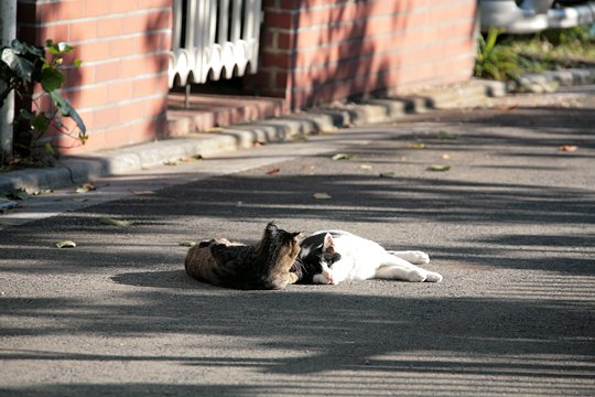 街のねこたち