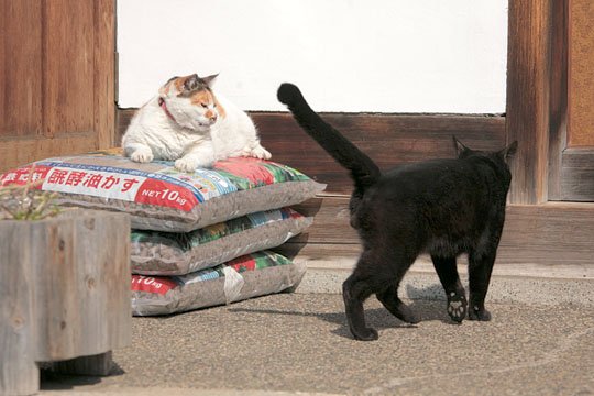 街のねこたち