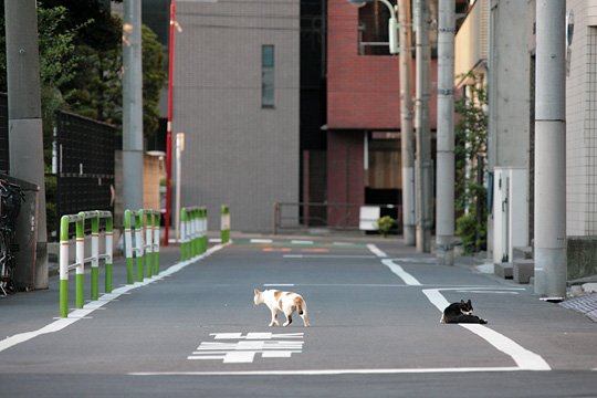 街のねこたち