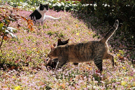 街のねこたち
