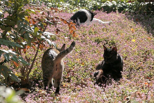 街のねこたち