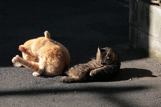 街のねこたち