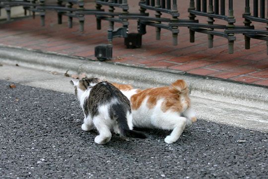 街のねこたち