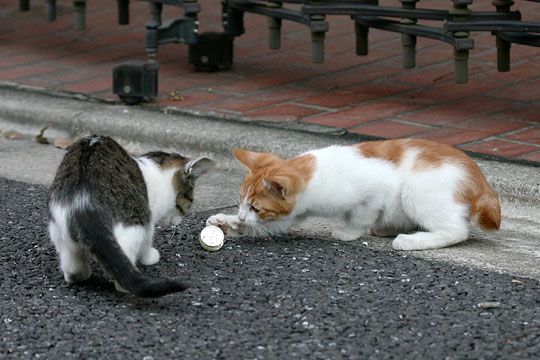 街のねこたち