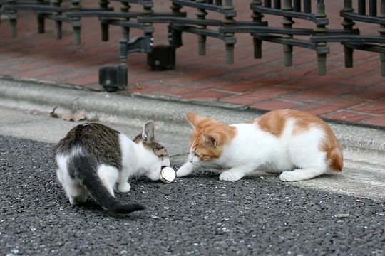 街のねこたち