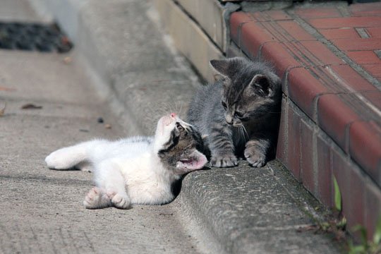 街のねこたち