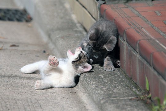街のねこたち