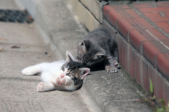 街のねこたち