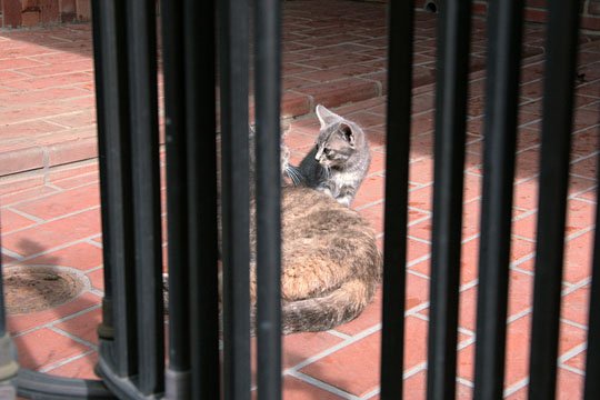街のねこたち