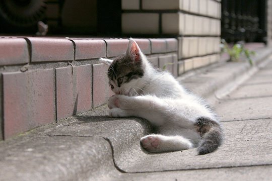 街のねこたち