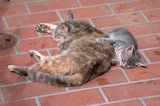 街のねこたち