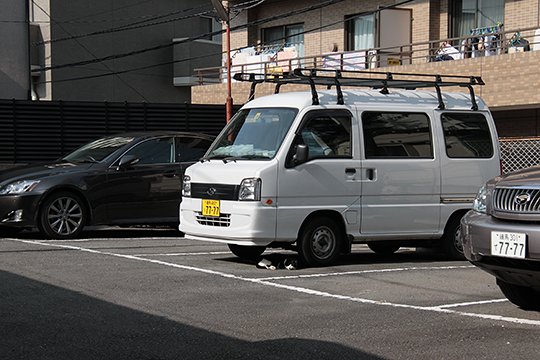 街のねこたち