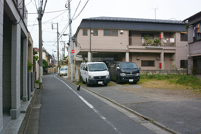 街のねこたち