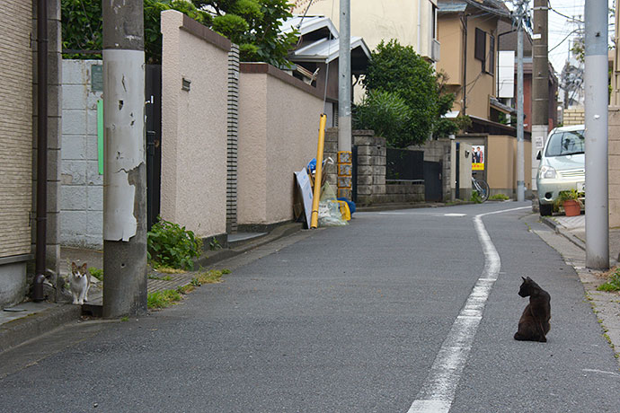 街のねこたち