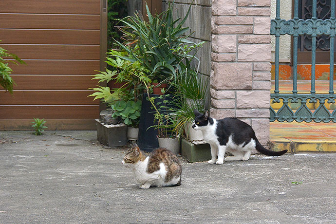 街のねこたち