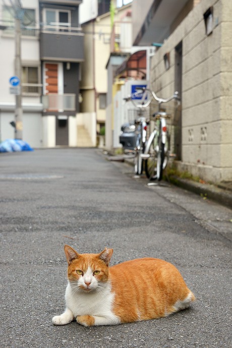 街のねこたち