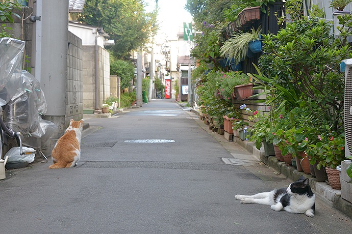 街のねこたち