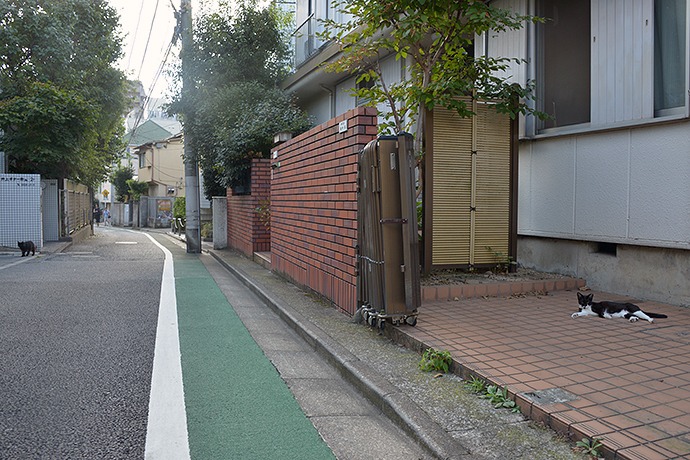 街のねこたち