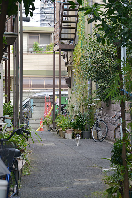 街のねこたち