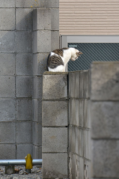 街のねこたち