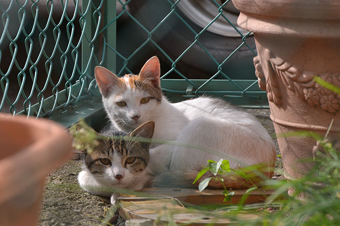 街のねこたち