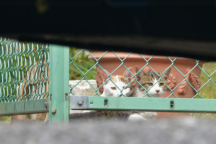 街のねこたち