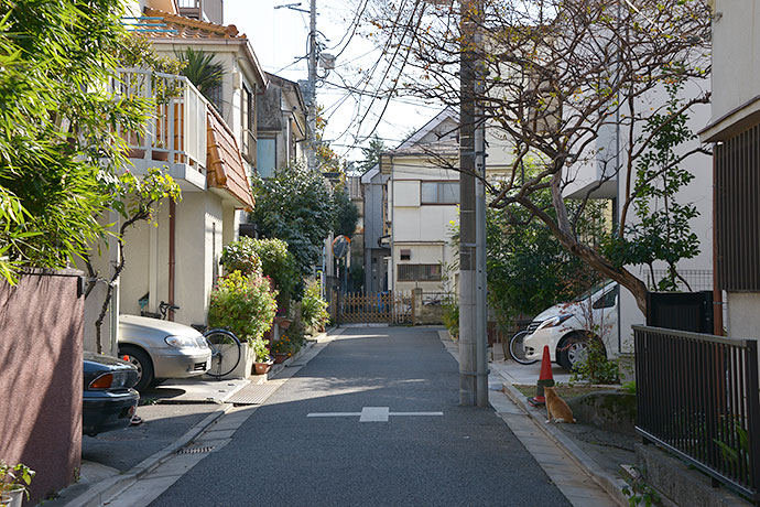 街のねこたち