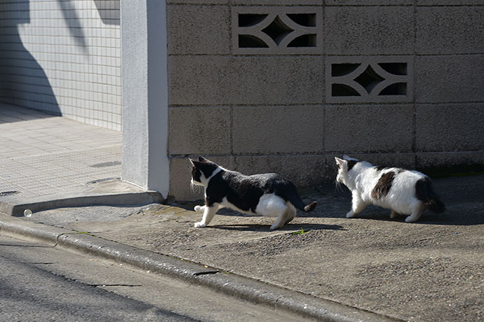 街のねこたち