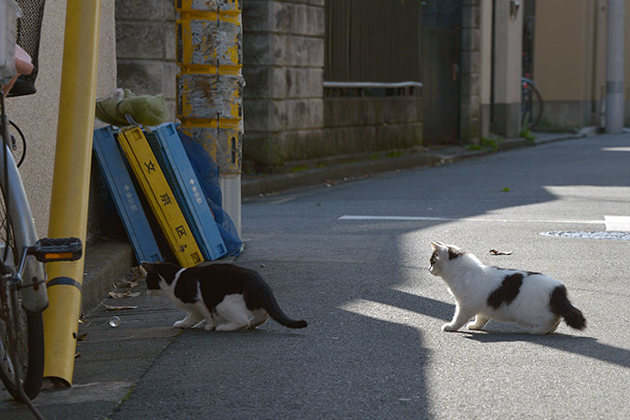 街のねこたち