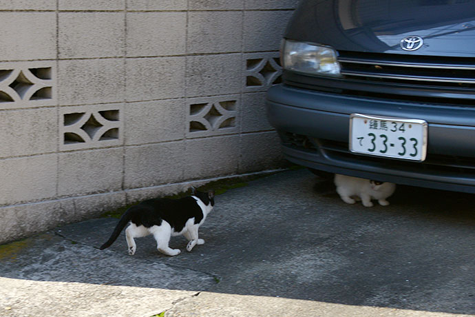 街のねこたち