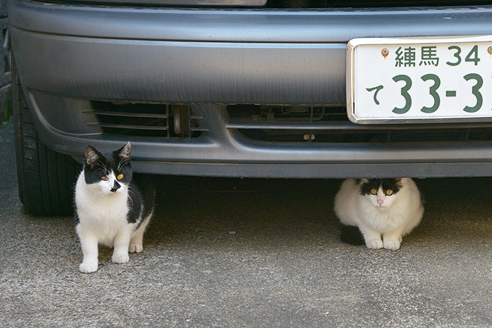 街のねこたち