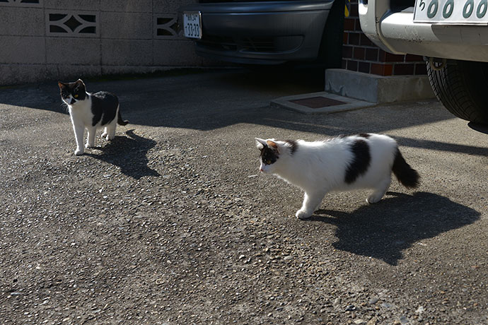 街のねこたち
