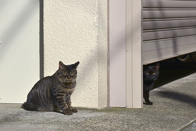 街のねこたち